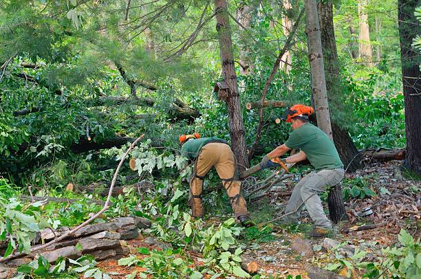 Residential Tree Removal in London, CA